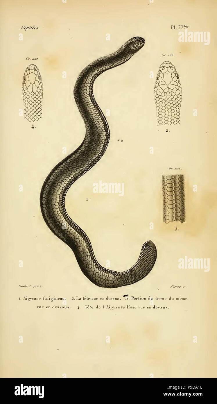 N A English Aipysurus Laevis From Erpetologie Generale Ou