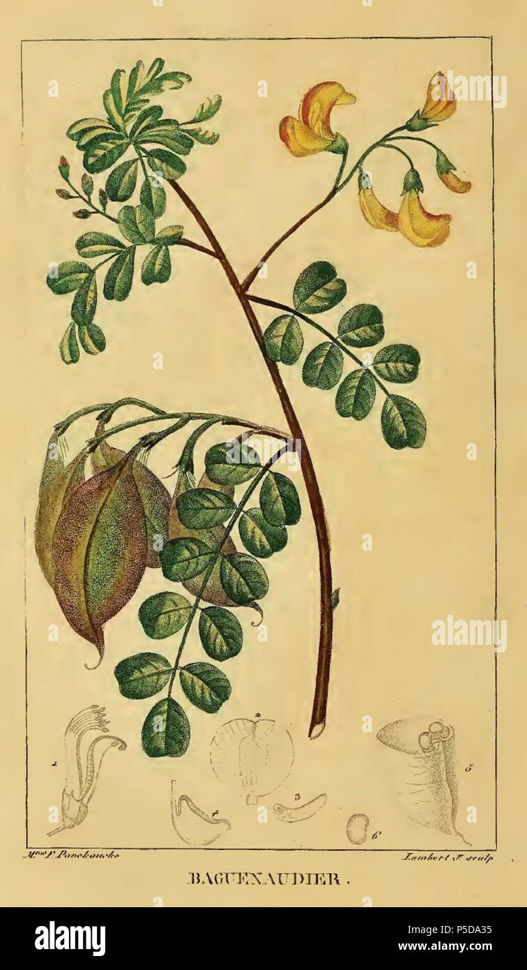 N/A. English: Colutea arborescens L., Plate by Ernestine Panckoucke from Chaumeton's 'Flore Medicale' volume 1 . 1833. Ernestine Panckoucke (1784-1860) 523 Ernestine Panckoucke18 Stock Photo