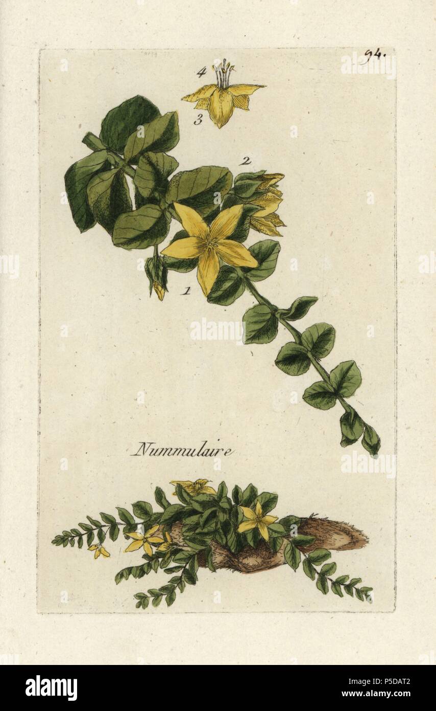 Moneywort, Lysimachia nummularia. Handcoloured botanical drawn and engraved by Pierre Bulliard from his own 'Flora Parisiensis,' 1776, Paris, P.F. Didot. Pierre Bulliard (1752-1793) was a famous French botanist who pioneered the three-colour-plate printing technique. His introduction to the flowers of Paris included 640 plants. Stock Photo