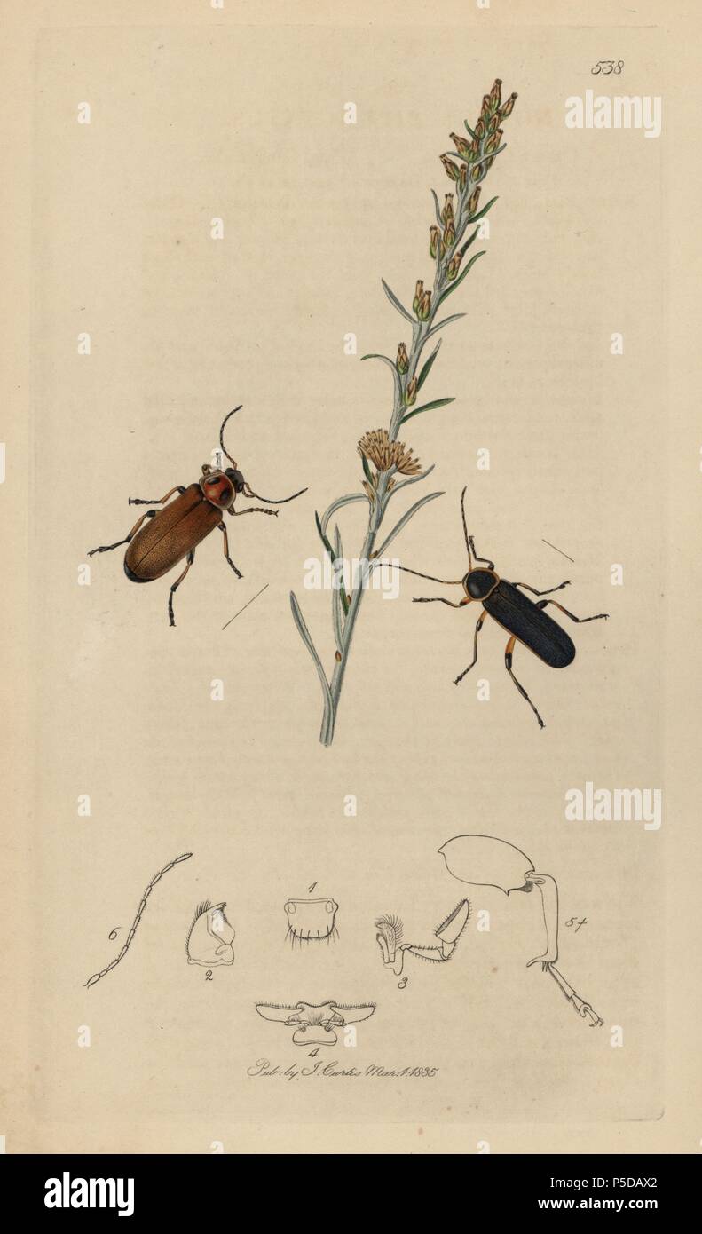 Nothus bipunctatus, Osphya bipunctata, Twin-spotted Nothus beetle, with upright cudweed, Gnaphalium rectum, G. sylvaticum. Stock Photo