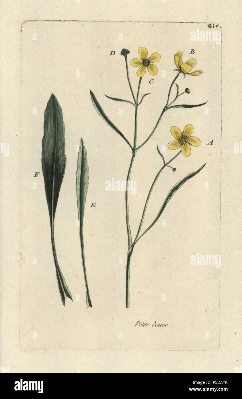 Spearwort, Ranunculus flammula. Handcoloured botanical drawn and engraved by Pierre Bulliard from his own 'Flora Parisiensis,' 1776, Paris, P. F. Didot. Pierre Bulliard (1752-1793) was a famous French botanist who pioneered the three-colour-plate printing technique. His introduction to the flowers of Paris included 640 plants. Stock Photo