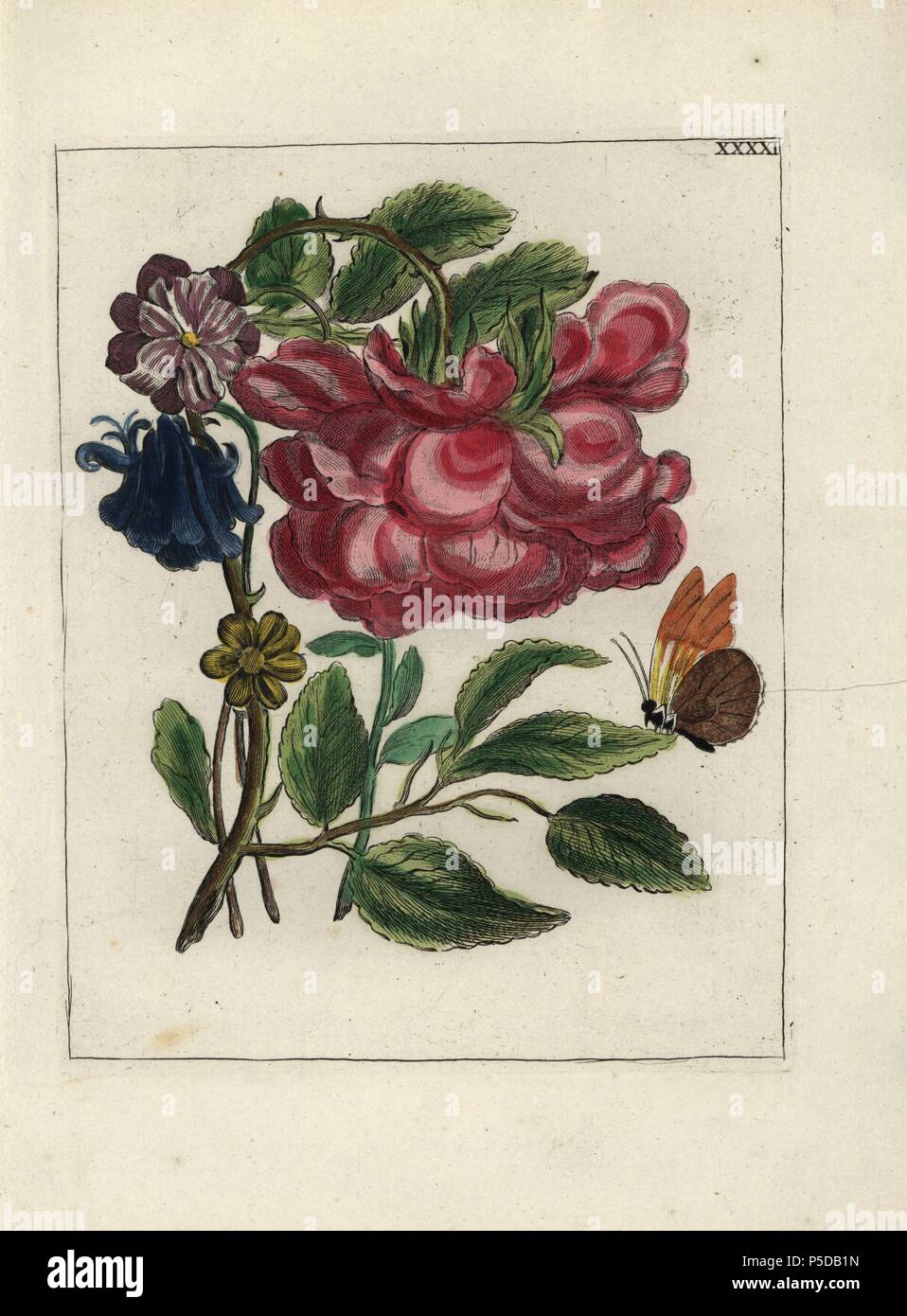 Rose, Rosa provincialis, and columbine, Aquilegia vulgaris, with butterfly. Handcoloured copperplate botanical engraving from 'Nederlandsch Bloemwerk' (Dutch Flower Arrangements), Amsterdam, J.B. Elwe, 1794. The artist of the fine plates is a mystery: the title bouquet has the signature of Paul Theodor van Brussel (1754-1795), the Dutch flower painter, and one auricula is 'drawn from life' by A. Bres. According to Hunt, 30 plates show the influence of the famous French artist Nicolas Robert (1614-1685). Stock Photo