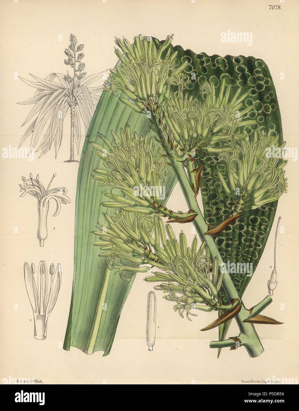 Dracaena marmorata native to Singapore. Hand-coloured botanical illustration drawn by Matilda Smith and lithographed by J.N. Fitch from Joseph Dalton Hooker's 'Curtis's Botanical Magazine,' 1889, L. Reeve & Co. A second-cousin and pupil of Sir Joseph Dalton Hooker, Matilda Smith (1854-1926) was the main artist for the Botanical Magazine from 1887 until 1920 and contributed 2,300 illustrations. Stock Photo