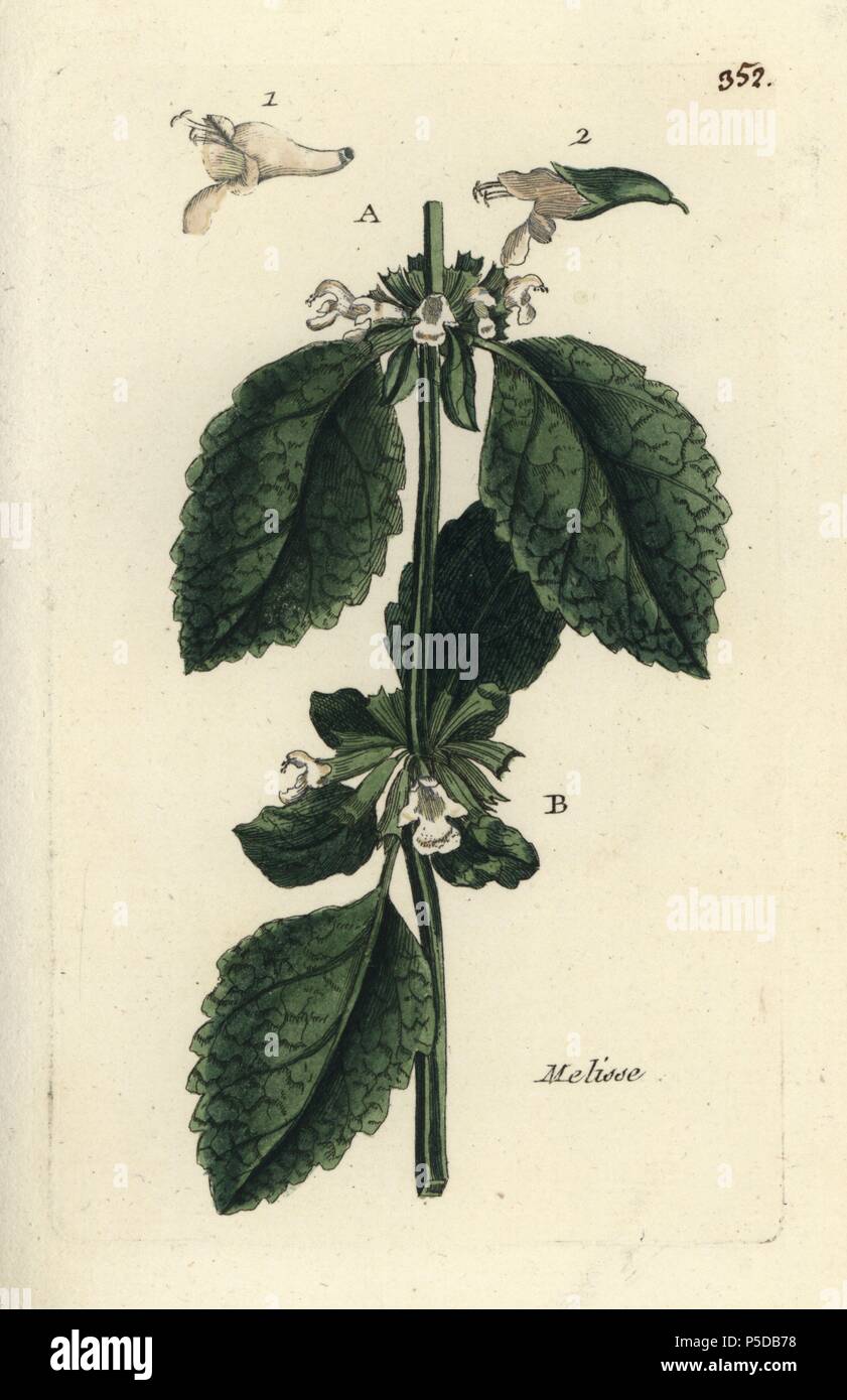 Lemon balm, Melissa officinalis. Handcoloured botanical drawn and engraved by Pierre Bulliard from his own 'Flora Parisiensis,' 1776, Paris, P. F. Didot. Pierre Bulliard (1752-1793) was a famous French botanist who pioneered the three-colour-plate printing technique. His introduction to the flowers of Paris included 640 plants. Stock Photo