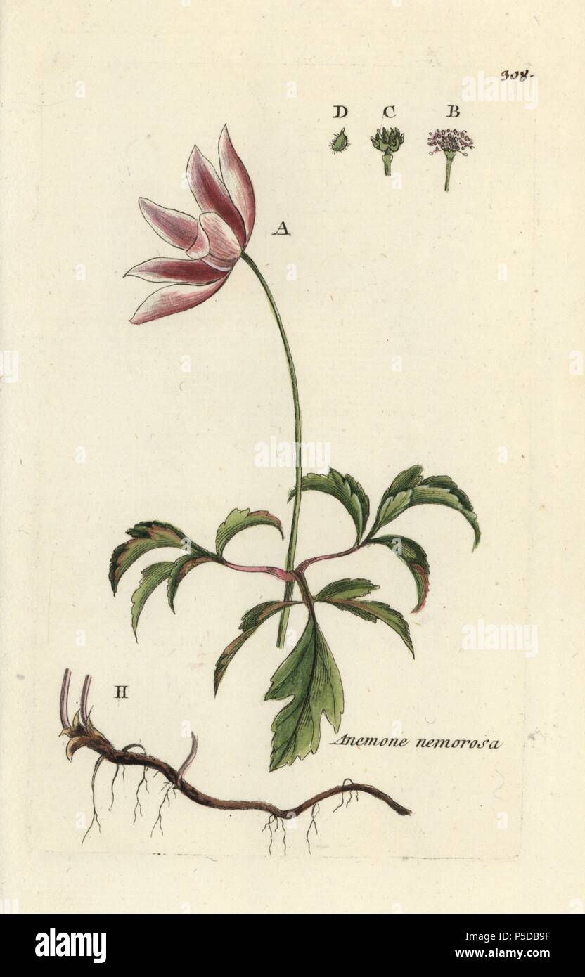 Wood anemone, Anemone nemorosa. Handcoloured botanical drawn and engraved by Pierre Bulliard from his own 'Flora Parisiensis,' 1776, Paris, P. F. Didot. Pierre Bulliard (1752-1793) was a famous French botanist who pioneered the three-colour-plate printing technique. His introduction to the flowers of Paris included 640 plants. Stock Photo