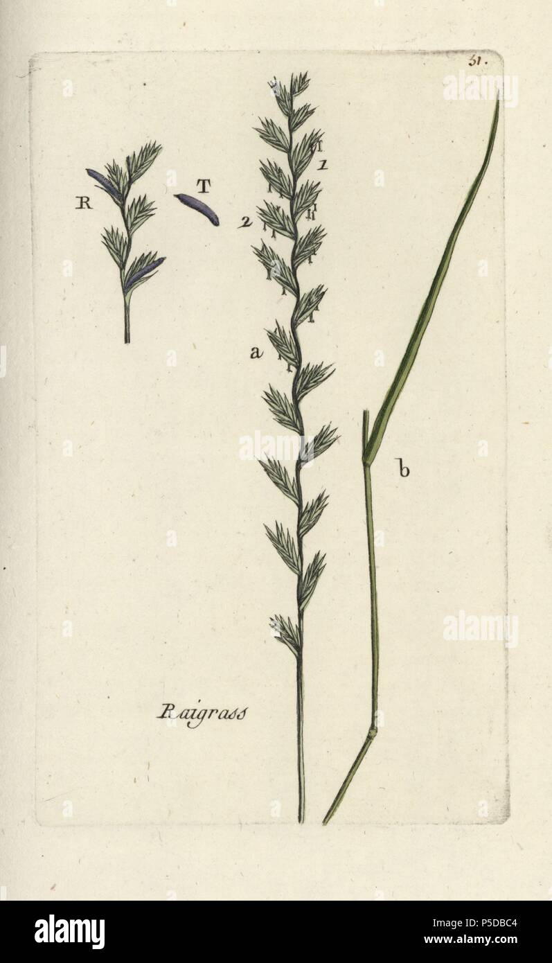 Perennial ryegrass, Lolium perenne. Handcoloured botanical drawn and engraved by Pierre Bulliard from his own 'Flora Parisiensis,' 1776, Paris, P.F. Didot. Pierre Bulliard (1752-1793 was a famous French botanist who pioneered the three-colour-plate printing technique. His introduction to the flowers of Paris included 640 plants. Stock Photo