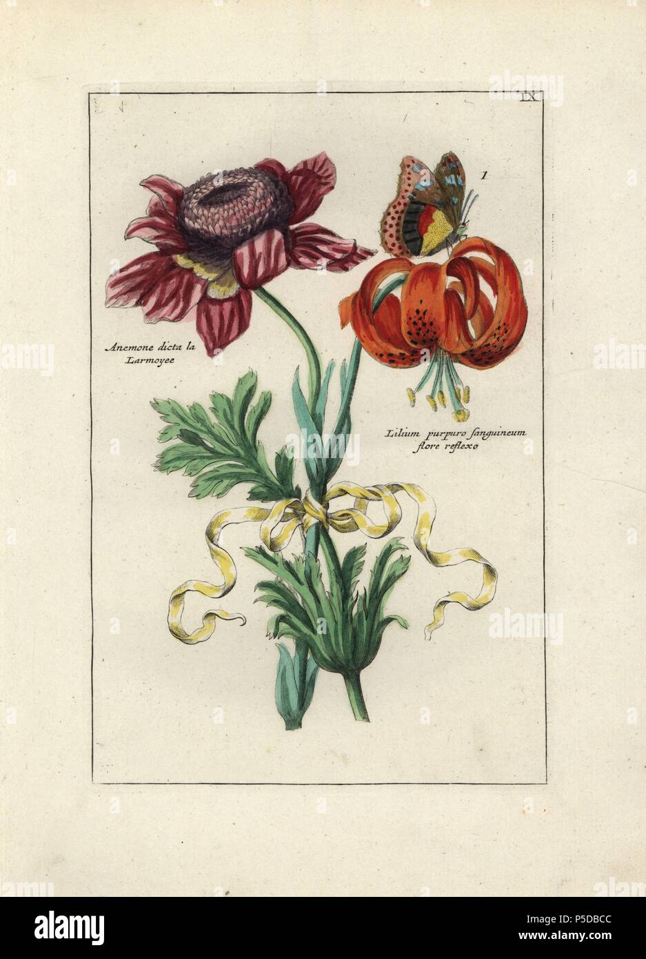 Lily, Lilium purpuro-sanguineum, and 'Larmoyee' anemone tied with a ribbon. Handcoloured copperplate botanical engraving from 'Nederlandsch Bloemwerk' (Dutch Flower Arrangements), Amsterdam, J.B. Elwe, 1794. Illustration copied from a work by one of the outstanding French flower painters of the 17th century, Nicolas Robert (1614-1685), entitled 'Variae ac multiformes florum species.. Diverses fleurs,' Paris, 1660. Stock Photo