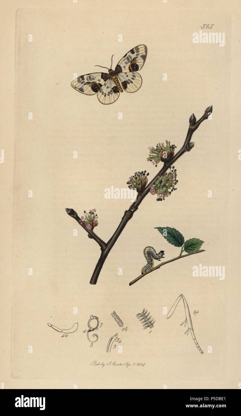 Abraxas ulmata, Abraxas sylvata, Yorkshire, Scarce Magpie or Clouded Magpie moth and caterpillar, with common elm tree, Ulmus campestris. Handcoloured copperplate drawn and engraved by John Curtis for his own 'British Entomology, being Illustrations and Descriptions of the Genera of Insects found in Great Britain and Ireland,' London, 1834. Curtis (1791 –1862) was an entomologist, illustrator, engraver and publisher. 'British Entomology' was published from 1824 to 1839, and comprised 770 illustrations of insects and the plants upon which they are found. Stock Photo