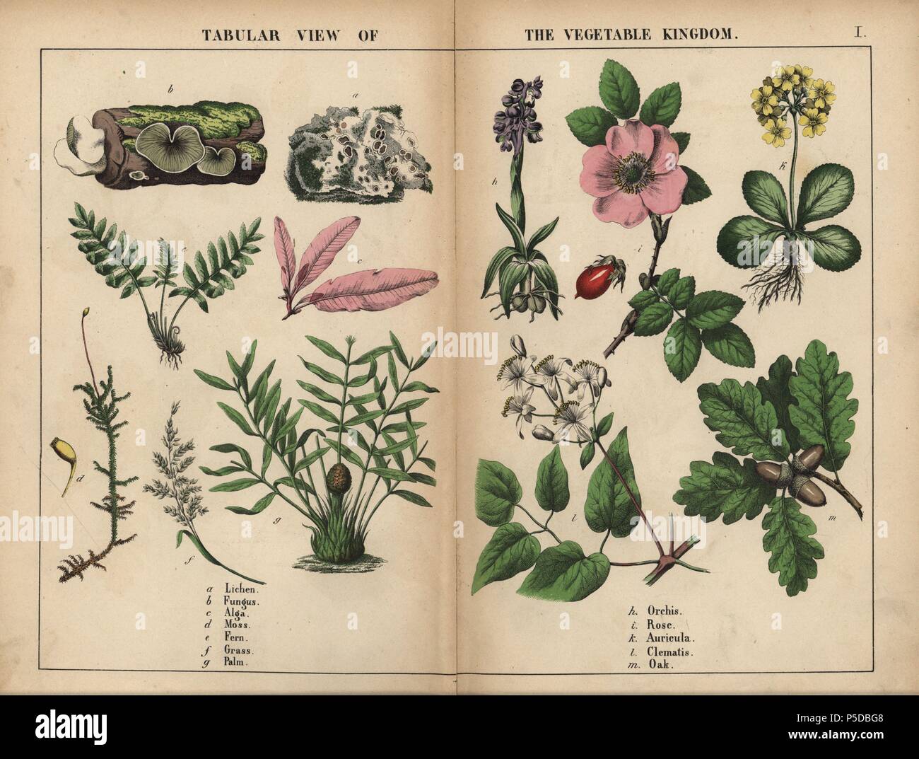 Lichen, fungus, alga, moss, fern, grass, palm, orchis, rose, auricula, clematis, and oak.. . Chromolithograph from 'The Instructive Picturebook, or Lessons from the Vegetable World,' [Charlotte Mary Yonge], Edinburgh, 1858. Stock Photo