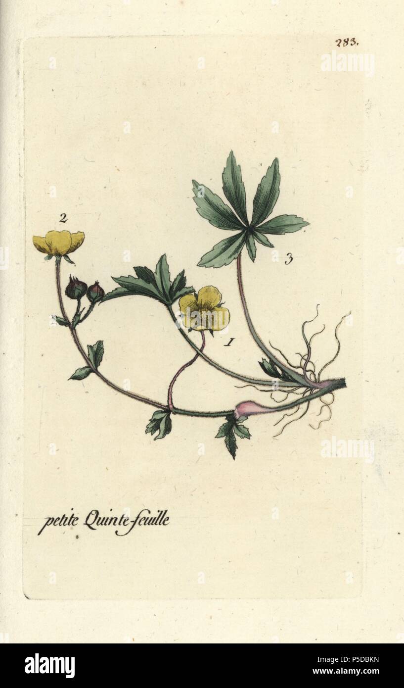 Alpine cinquefoil, Potentilla crantzii. Handcoloured botanical drawn and engraved by Pierre Bulliard from his own "Flora Parisiensis," 1776, Paris, P. F. Didot. Pierre Bulliard (1752-1793) was a famous French botanist who pioneered the three-colour-plate printing technique. His introduction to the flowers of Paris included 640 plants. Stock Photo
