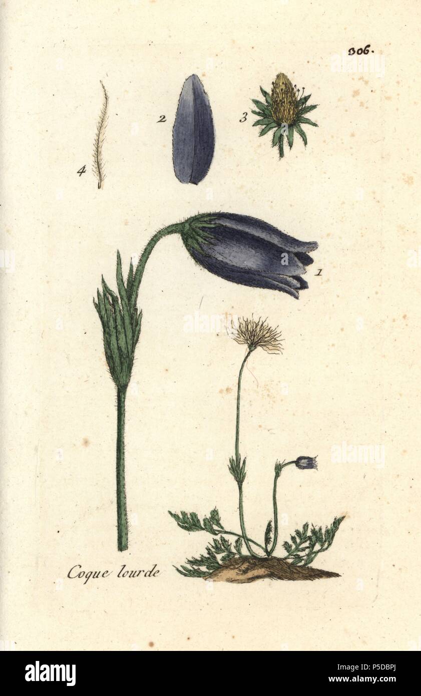 Pasque flower, Pulsatilla vulgaris. Handcoloured botanical drawn and engraved by Pierre Bulliard from his own "Flora Parisiensis," 1776, Paris, P. F. Didot. Pierre Bulliard (1752-1793) was a famous French botanist who pioneered the three-colour-plate printing technique. His introduction to the flowers of Paris included 640 plants. Stock Photo