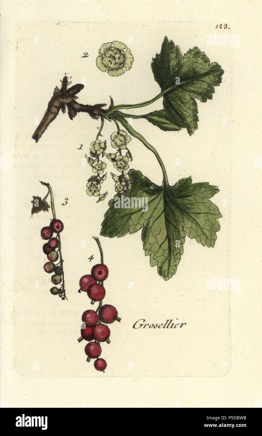 Redcurrant, Ribes rubrum. Handcoloured botanical drawn and engraved by Pierre Bulliard from his own 'Flora Parisiensis,' 1776, Paris, P.F. Didot. Pierre Bulliard (1752-1793) was a famous French botanist who pioneered the three-colour-plate printing technique. His introduction to the flowers of Paris included 640 plants. Stock Photo