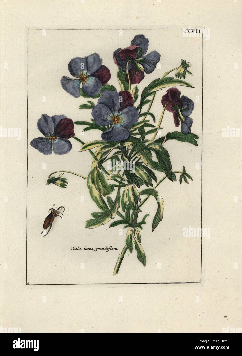 Violet, Viola lutea grandiflora, with beetle. Handcoloured copperplate botanical engraving from 'Nederlandsch Bloemwerk' (Dutch Flower Arrangements), Amsterdam, J.B. Elwe, 1794. Illustration copied from a work by one of the outstanding French flower painters of the 17th century, Nicolas Robert (1614-1685), entitled 'Variae ac multiformes florum species.. Diverses fleurs,' Paris, 1660. Stock Photo