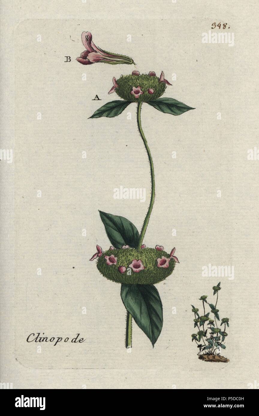 Wild basil, Clinopodium vulgare. Handcoloured botanical drawn and engraved by Pierre Bulliard from his own 'Flora Parisiensis,' 1776, Paris, P. F. Didot. Pierre Bulliard (1752-1793) was a famous French botanist who pioneered the three-colour-plate printing technique. His introduction to the flowers of Paris included 640 plants. Stock Photo