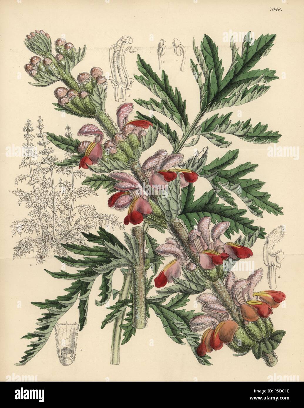 Eremostachys laciniata, native to western Asia. Hand-coloured botanical illustration drawn by Matilda Smith and lithographed by J.N. Fitch from Joseph Dalton Hooker's 'Curtis's Botanical Magazine,' 1889, L. Reeve & Co. A second-cousin and pupil of Sir Joseph Dalton Hooker, Matilda Smith (1854-1926) was the main artist for the Botanical Magazine from 1887 until 1920 and contributed 2,300 illustrations. Stock Photo