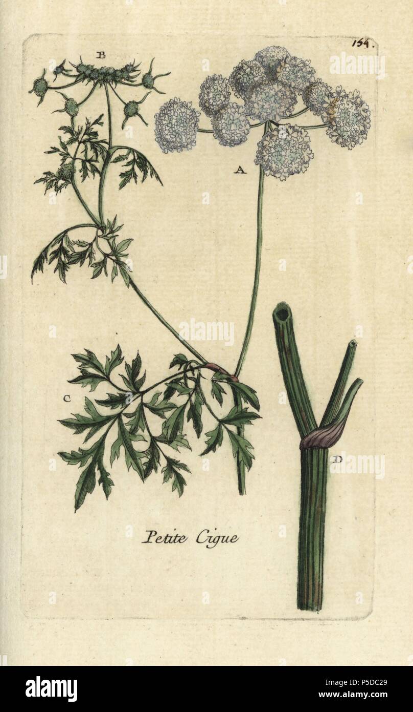 Fool's parsley, Aethusa cynapium. Handcoloured botanical drawn and engraved by Pierre Bulliard from his own 'Flora Parisiensis,' 1776, Paris, P. F. Didot. Pierre Bulliard (1752-1793) was a famous French botanist who pioneered the three-colour-plate printing technique. His introduction to the flowers of Paris included 640 plants. Stock Photo