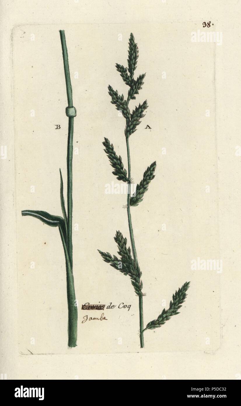 Barnyard grass, Echinochloa crus-galli. Handcoloured botanical drawn and engraved by Pierre Bulliard from his own 'Flora Parisiensis,' 1776, Paris, P.F. Didot. Pierre Bulliard (1752-1793 was a famous French botanist who pioneered the three-colour-plate printing technique. His introduction to the flowers of Paris included 640 plants. Stock Photo
