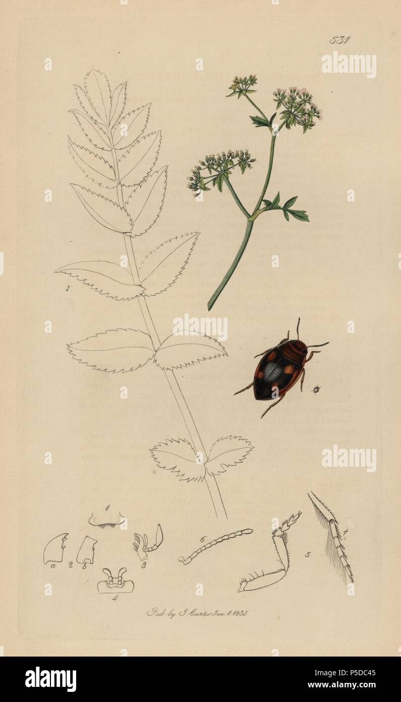 Hygrotus decoratus, Ornamented Hygrotus beetle with procumbent water parsnep, Sium nodiflorum. Handcoloured copperplate drawn and engraved by John Curtis for his own 'British Entomology, being Illustrations and Descriptions of the Genera of Insects found in Great Britain and Ireland,' London, 1834. Curtis (1791 –1862) was an entomologist, illustrator, engraver and publisher. 'British Entomology' was published from 1824 to 1839, and comprised 770 illustrations of insects and the plants upon which they are found. Stock Photo