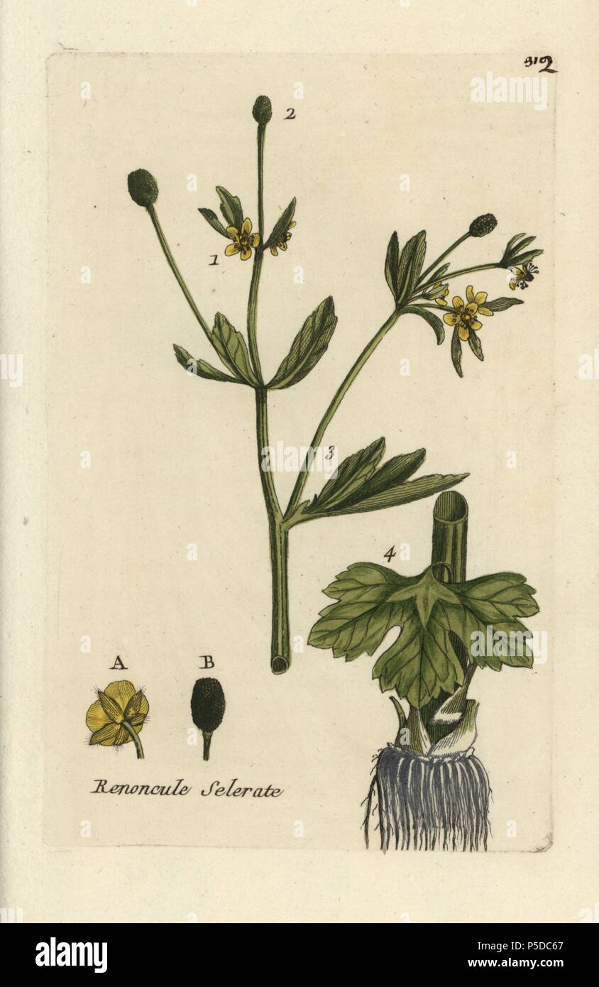 Cursed buttercup, Ranunculus sceleratus. Handcoloured botanical drawn and engraved by Pierre Bulliard from his own 'Flora Parisiensis,' 1776, Paris, P. F. Didot. Pierre Bulliard (1752-1793) was a famous French botanist who pioneered the three-colour-plate printing technique. His introduction to the flowers of Paris included 640 plants. Stock Photo