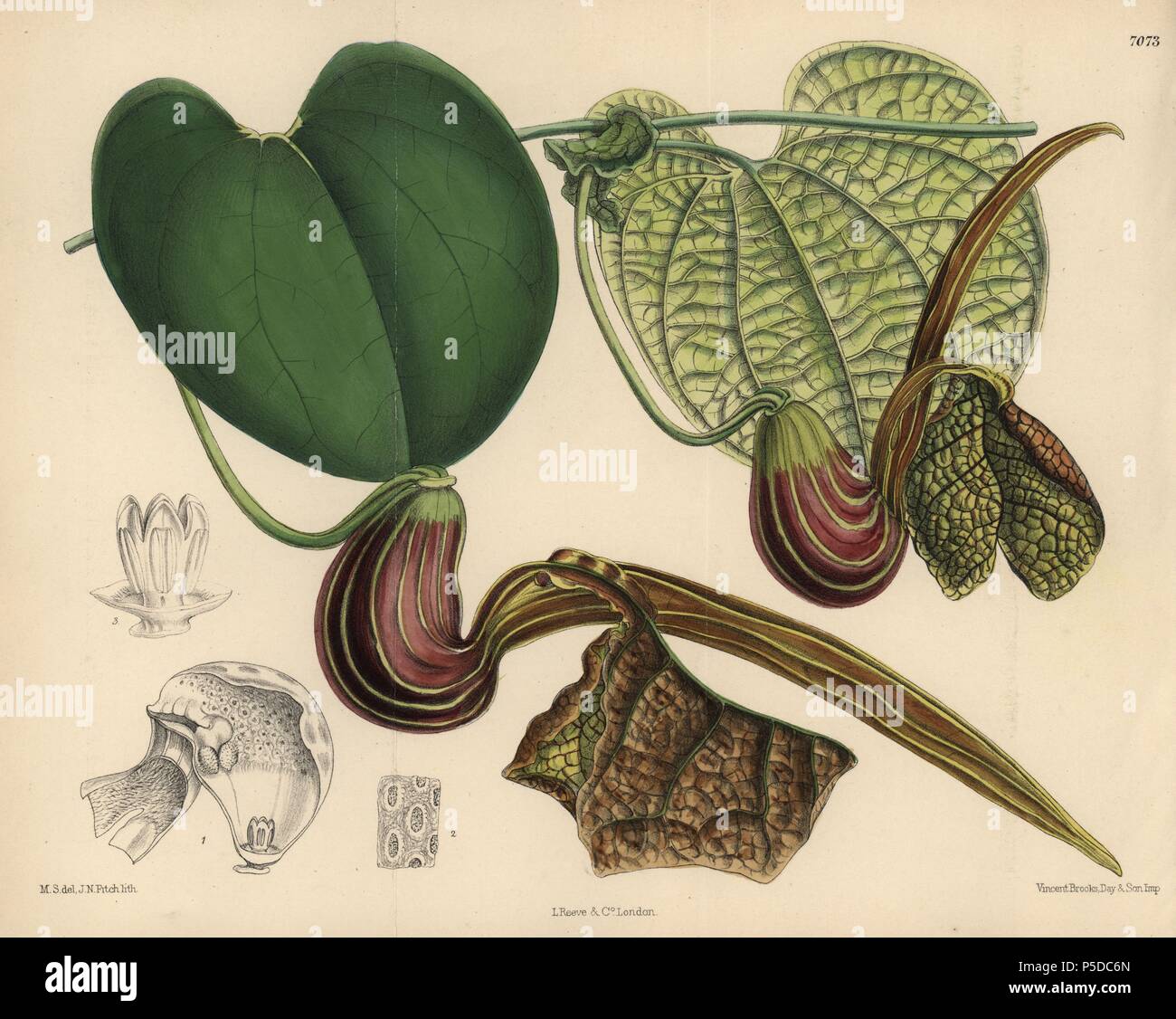 Aristolochia hians, birthwort or Dutchman's pipe native to Venezuela. Hand-coloured botanical illustration drawn by Matilda Smith and lithographed by J.N. Fitch from Joseph Dalton Hooker's 'Curtis's Botanical Magazine,' 1889, L. Reeve & Co. A second-cousin and pupil of Sir Joseph Dalton Hooker, Matilda Smith (1854-1926) was the main artist for the Botanical Magazine from 1887 until 1920 and contributed 2,300 illustrations. Stock Photo