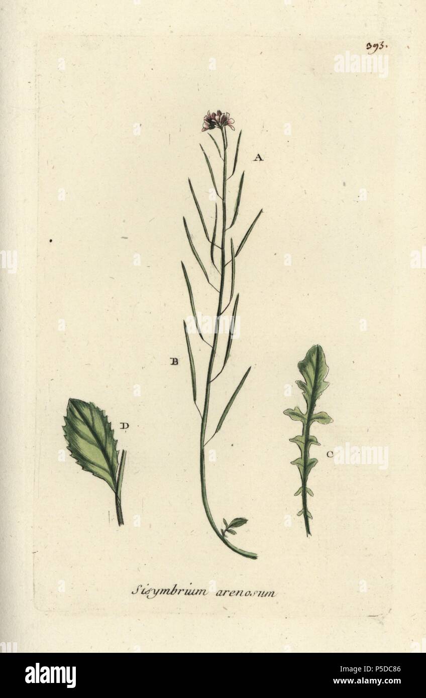 Sand rock-cress, Cardaminopsis arenosa. Handcoloured botanical drawn and engraved by Pierre Bulliard from his own 'Flora Parisiensis,' 1776, Paris, P. F. Didot. Pierre Bulliard (1752-1793) was a famous French botanist who pioneered the three-colour-plate printing technique. His introduction to the flowers of Paris included 640 plants. Stock Photo