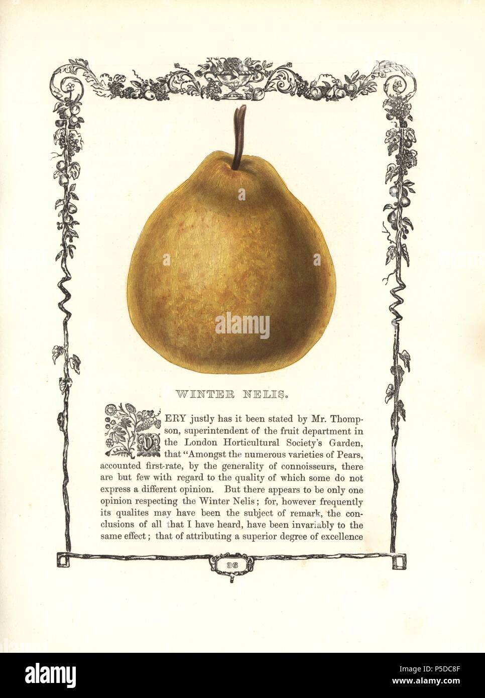 Winter Nelis pear, Pyrus communis, within a Della Robbia ornamental frame with text below. Handcoloured glyphograph from Benjamin Maund's 'The Fruitist,' London, 1850, Groombridge and Sons. Maund (1790–1863) was a pharmacist, botanist, printer, bookseller and publisher of 'The Botanic Garden' and 'The Botanist.'. Stock Photo