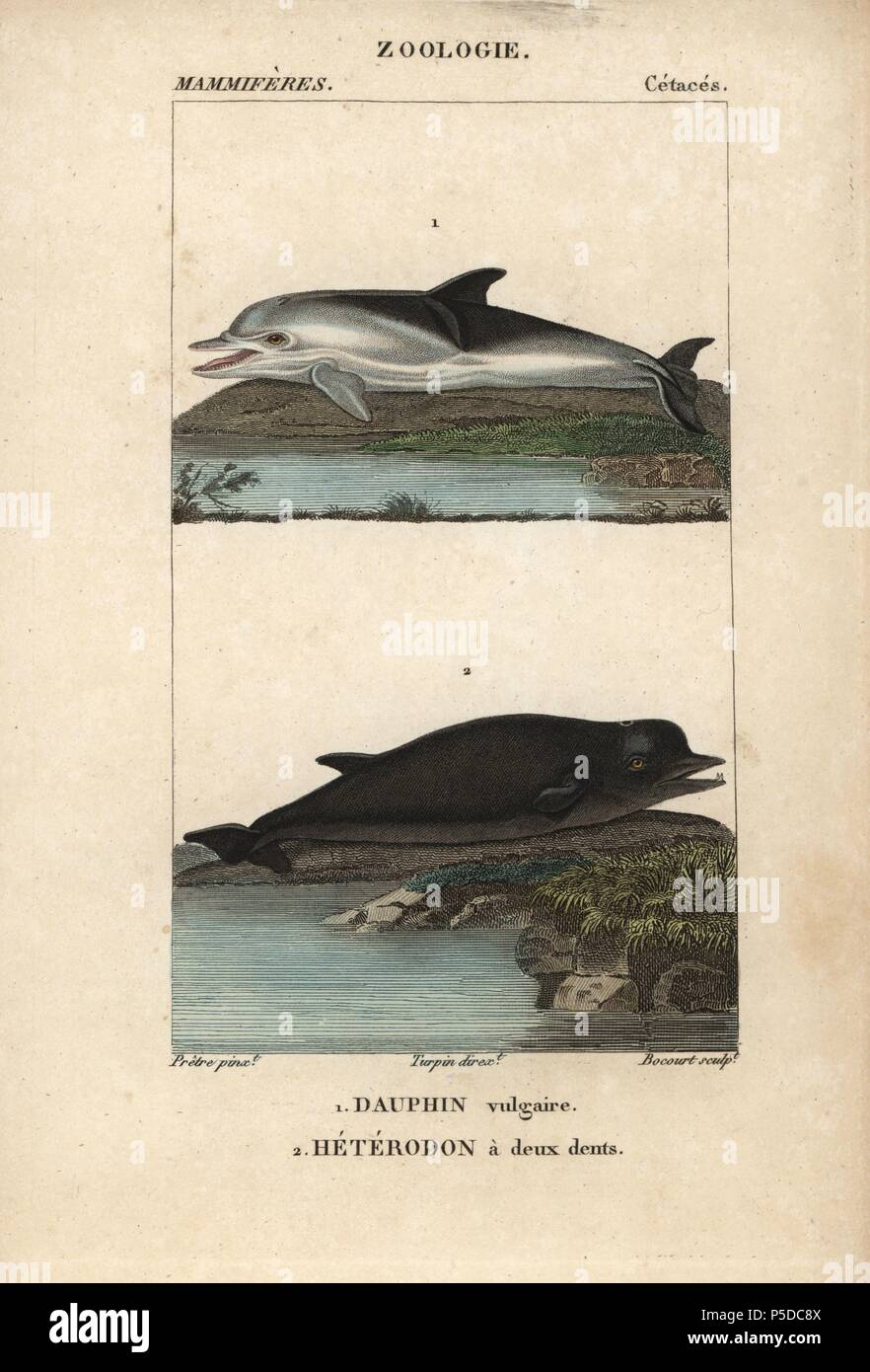 Short-beaked common dolphin, Delphinus delphis, and Hyperoodon ampullatus, North Atlantic bottlenose whale. Handcoloured copperplate stipple engraving from Frederic Cuvier's 'Dictionary of Natural Science: Mammals,' Paris, France, 1816. Illustration by J. G. Pretre, engraved by Bocourt, directed by Pierre Jean-Francois Turpin, and published by F.G. Levrault. Jean Gabriel Pretre (17801845) was painter of natural history at Empress Josephine's zoo and later became artist to the Museum of Natural History. Turpin (1775-1840) is considered one of the greatest French botanical illustrators of the 1 Stock Photo