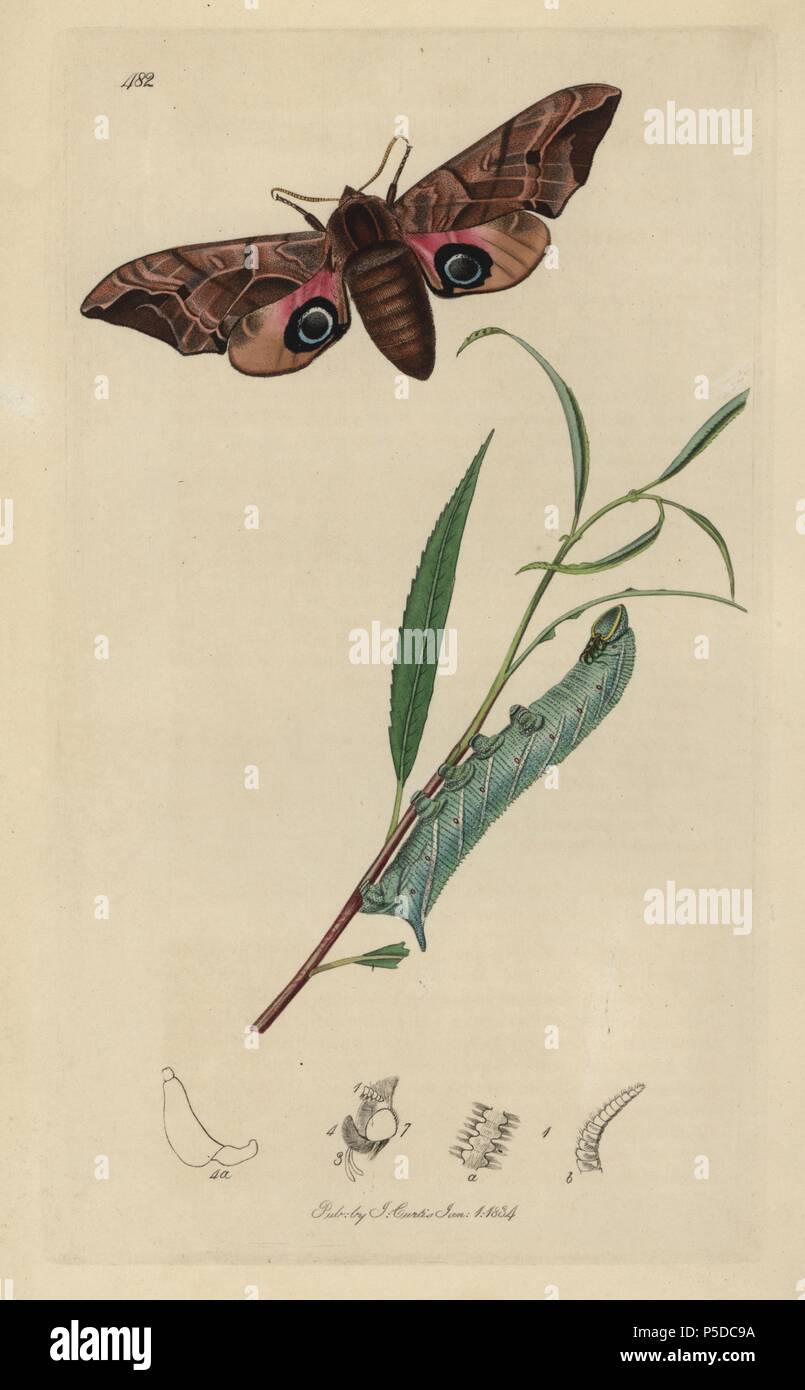 Smerinthus ocellatus, Smerinthus ocellata, Eyed Hawk-moth and caterpillar on leaf. Handcoloured copperplate drawn and engraved by John Curtis for his own 'British Entomology, being Illustrations and Descriptions of the Genera of Insects found in Great Britain and Ireland,' London, 1834. Curtis (1791 –1862) was an entomologist, illustrator, engraver and publisher. 'British Entomology' was published from 1824 to 1839, and comprised 770 illustrations of insects and the plants upon which they are found. Stock Photo