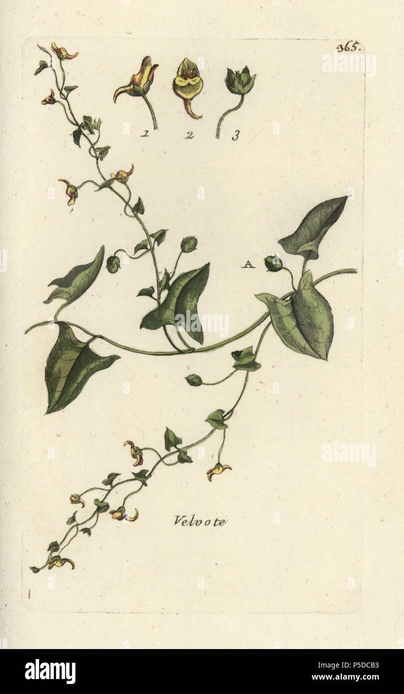 Sharpleaf cancerwort, Kickxia elatine. Handcoloured botanical drawn and engraved by Pierre Bulliard from his own 'Flora Parisiensis,' 1776, Paris, P. F. Didot. Pierre Bulliard (1752-1793) was a famous French botanist who pioneered the three-colour-plate printing technique. His introduction to the flowers of Paris included 640 plants. Stock Photo