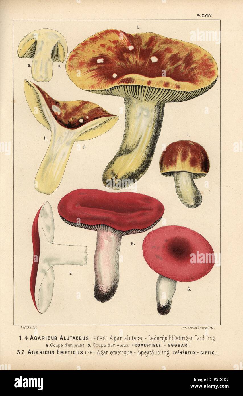 Yellow-gilled russula, Russula alutacea, Agaricus alutaceus, agaric alutace, edible, and the sickener, Russula emetica, Agaricus emeticus, agaric emetique, poisonous. Chromolithograph by C. Krause of an illustration by Fritz Leuba from 'Les champignons comestibles et les especes vénéneuses avec lesquelles ils pourraient etre confondus' (Edible mushrooms and the poisonous species they should not be confused with), Delachaux et Niestle, Neuchatel, Switzerland, 1890, lithographed by H. Furrer. Fritz Leuba (1848-1910) was a mycologist and artist from Neuchatel, Switzerland. Stock Photo