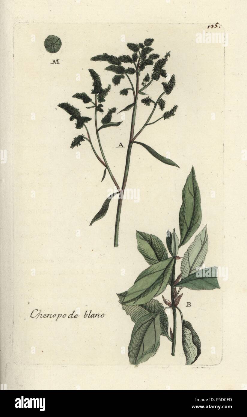 Lamb's quarters, Chenopodium album. Handcoloured botanical drawn and engraved by Pierre Bulliard from his own 'Flora Parisiensis,' 1776, Paris, P. F. Didot. Pierre Bulliard (1752-1793) was a famous French botanist who pioneered the three-colour-plate printing technique. His introduction to the flowers of Paris included 640 plants. Stock Photo