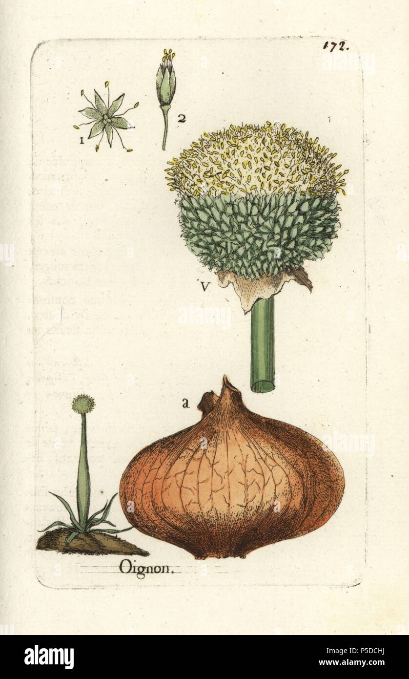 Onion, Allium cepa. Handcoloured botanical drawn and engraved by Pierre Bulliard from his own 'Flora Parisiensis,' 1776, Paris, P. F. Didot. Pierre Bulliard (1752-1793) was a famous French botanist who pioneered the three-colour-plate printing technique. His introduction to the flowers of Paris included 640 plants. Stock Photo