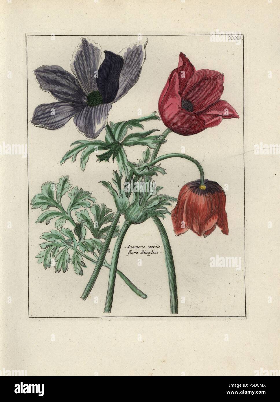 Anemone varieties, Anemone varie flore simplici, and leaves. Handcoloured copperplate botanical engraving from 'Nederlandsch Bloemwerk' (Dutch Flower Arrangements), Amsterdam, J.B. Elwe, 1794. Illustration copied from a work by one of the outstanding French flower painters of the 17th century, Nicolas Robert (1614-1685), entitled 'Variae ac multiformes florum species... Diverses fleurs,' Paris, 1660. Stock Photo