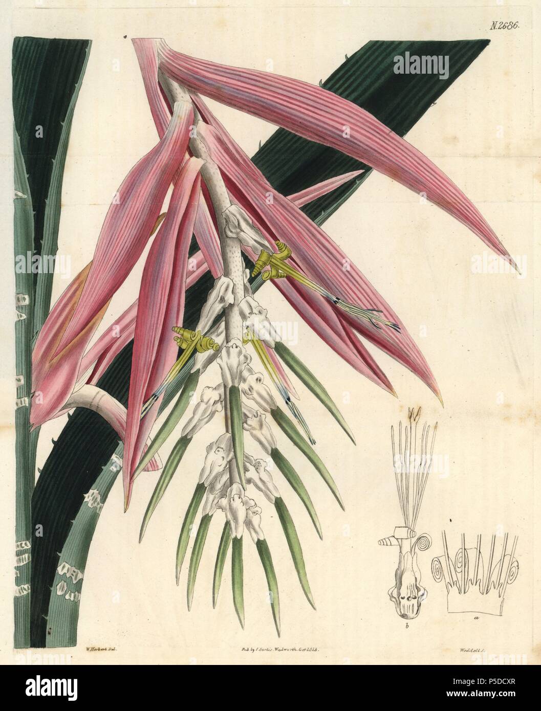White-barred bromelia. Bromelia zebrina. Pink bromelia with white-barred leaves, a parasitic plant from South America.. Illustration by William Herbert, engraved by Weddell. Handcolored copperplate engraving from Samuel Curtis's 'The Curtis Botanical Magazine' 1826. Herbert (1778-1847) was a clergyman, classical scholar, poet and botanist. A keen gardener, he was an expert on bulbous plants and developed many new varieties.. . Samuel Curtis, cousin and son-in-law to William Curtis, took over the Botanical Magazine in 1826. Samuel re-named it 'The Curtis Botanical Magazine' and enlisted the hel Stock Photo
