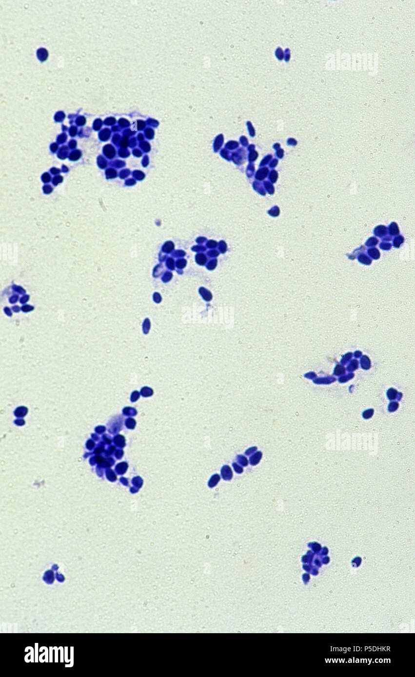 Germination of yeast cells Saccharomyces cerevisiae Stock Photo