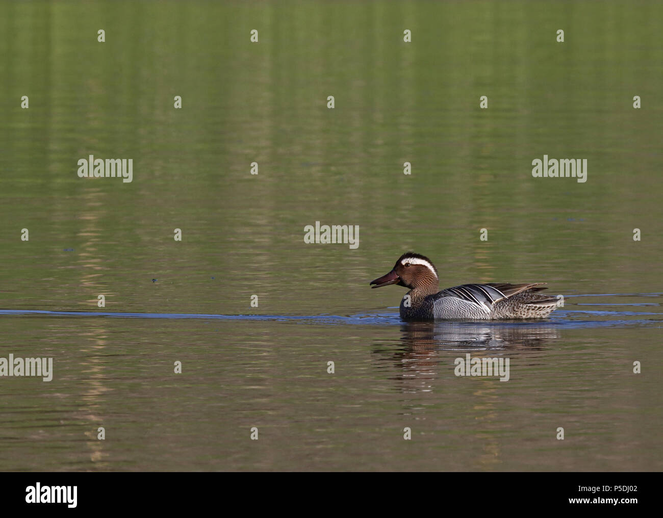 Garganey male, swimming in calm water Stock Photo