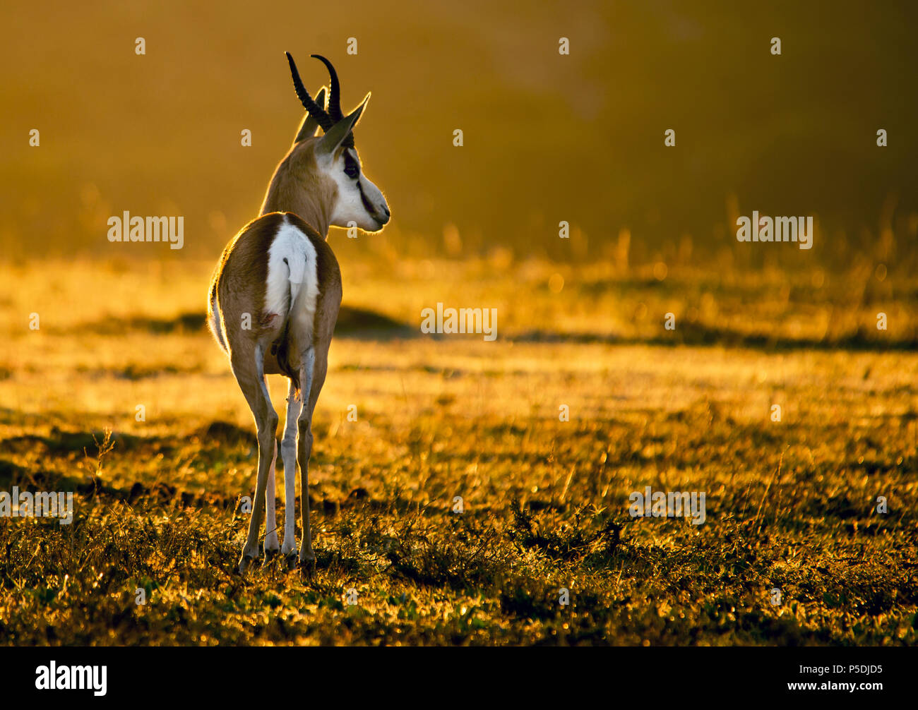 South African national animal, the springbuck in beautiful morning sun. Stock Photo