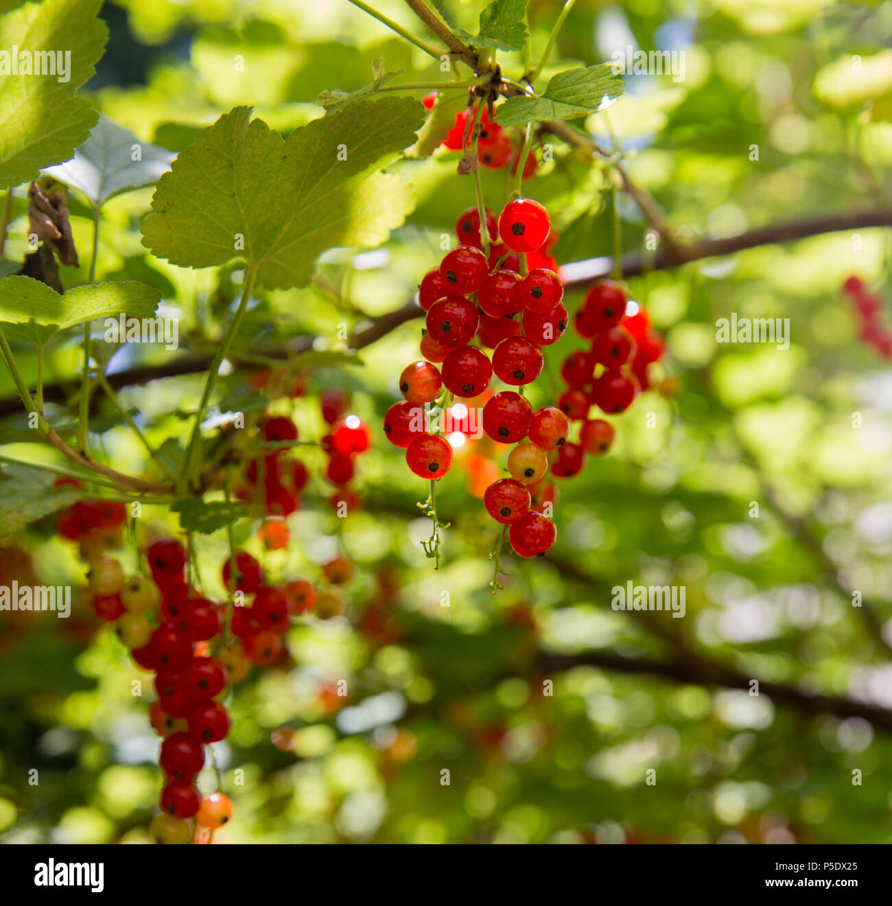 Bowl of red currant (Ribes rubrum) Stock Photo