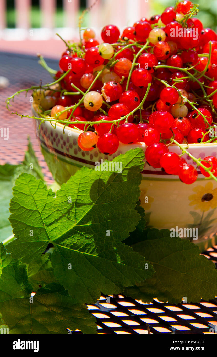 Bowl of red currant (Ribes rubrum) Stock Photo