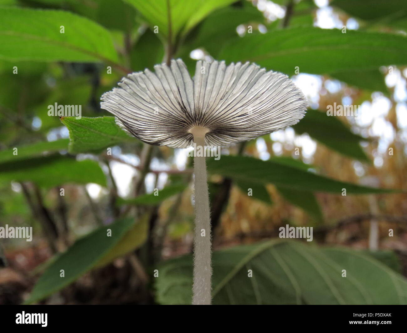 Coprinoid Mushroom from below Stock Photo
