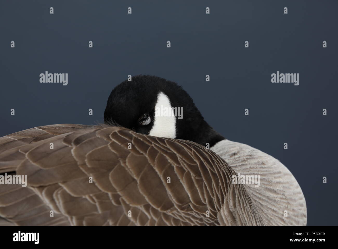 Canada goose sleeping hires stock photography and images Alamy