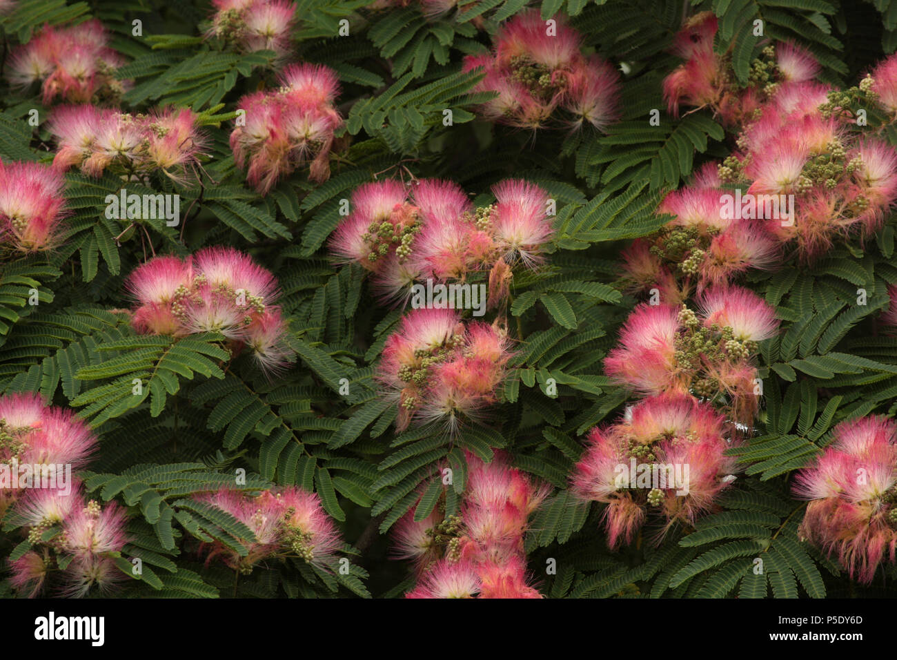 Persian silk tree blossom Stock Photo Alamy