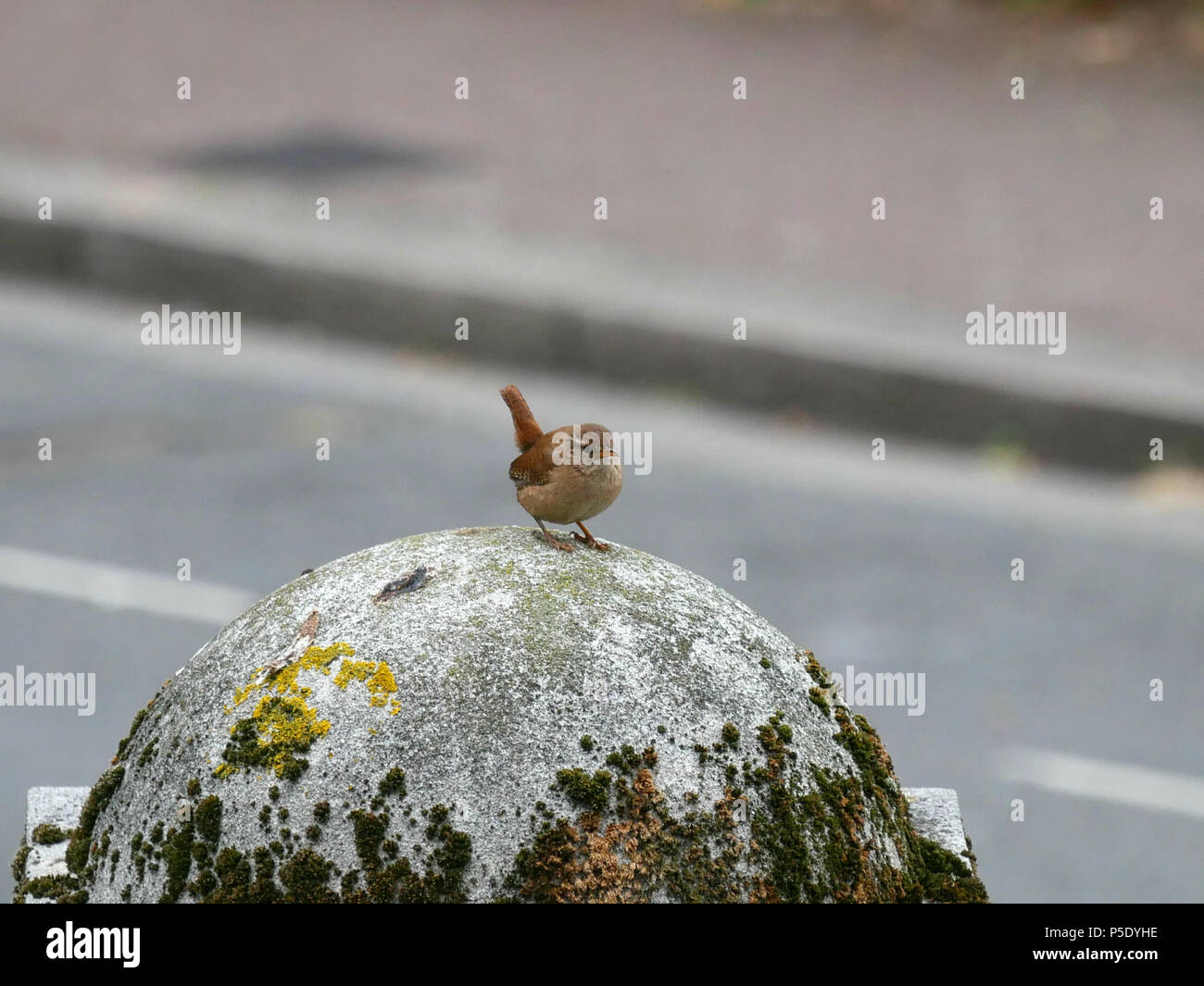 Little Jenny wren - Troglodytidae perched on a stone pillar Stock Photo