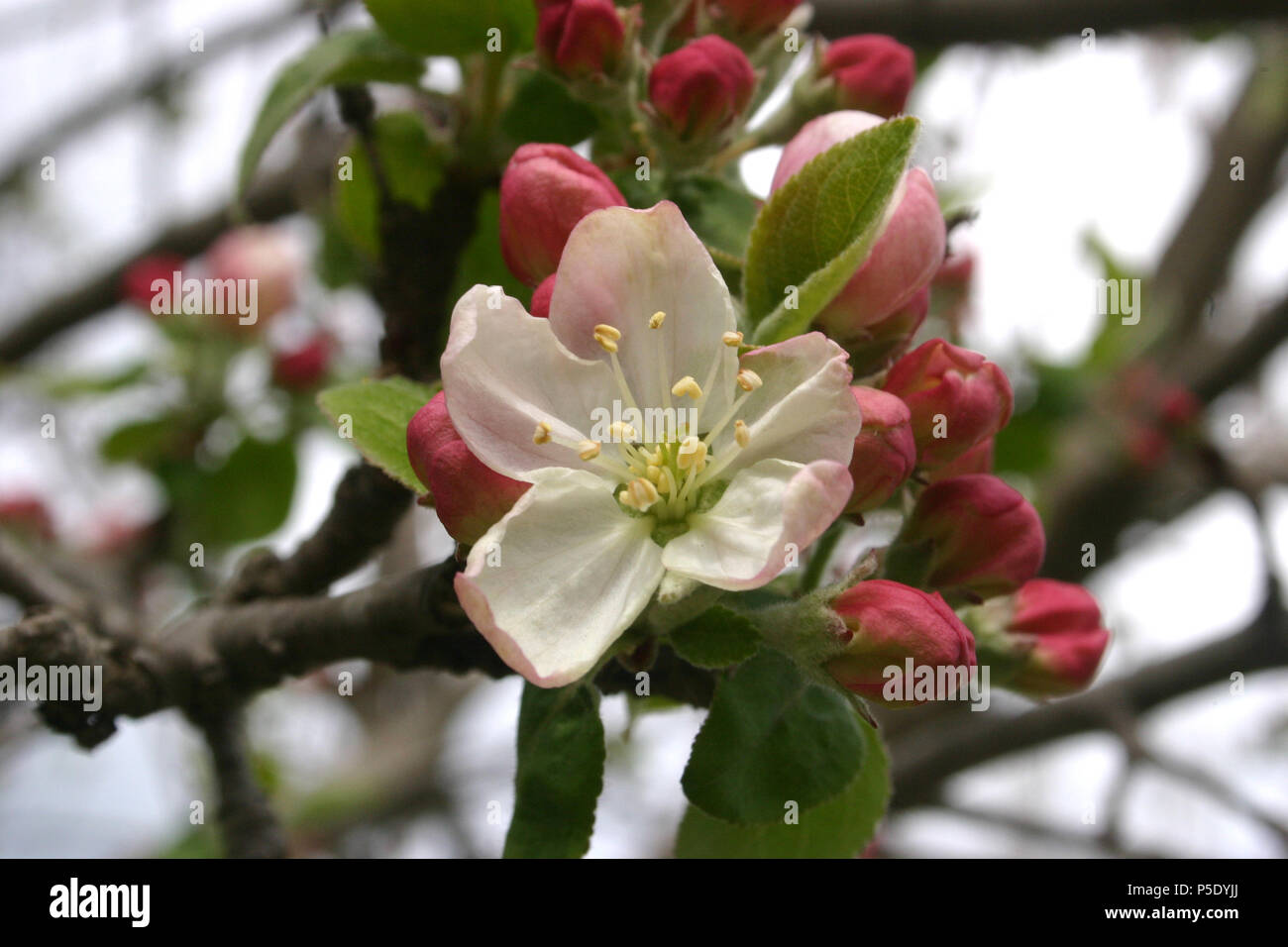 Apple tree blossom Stock Photo