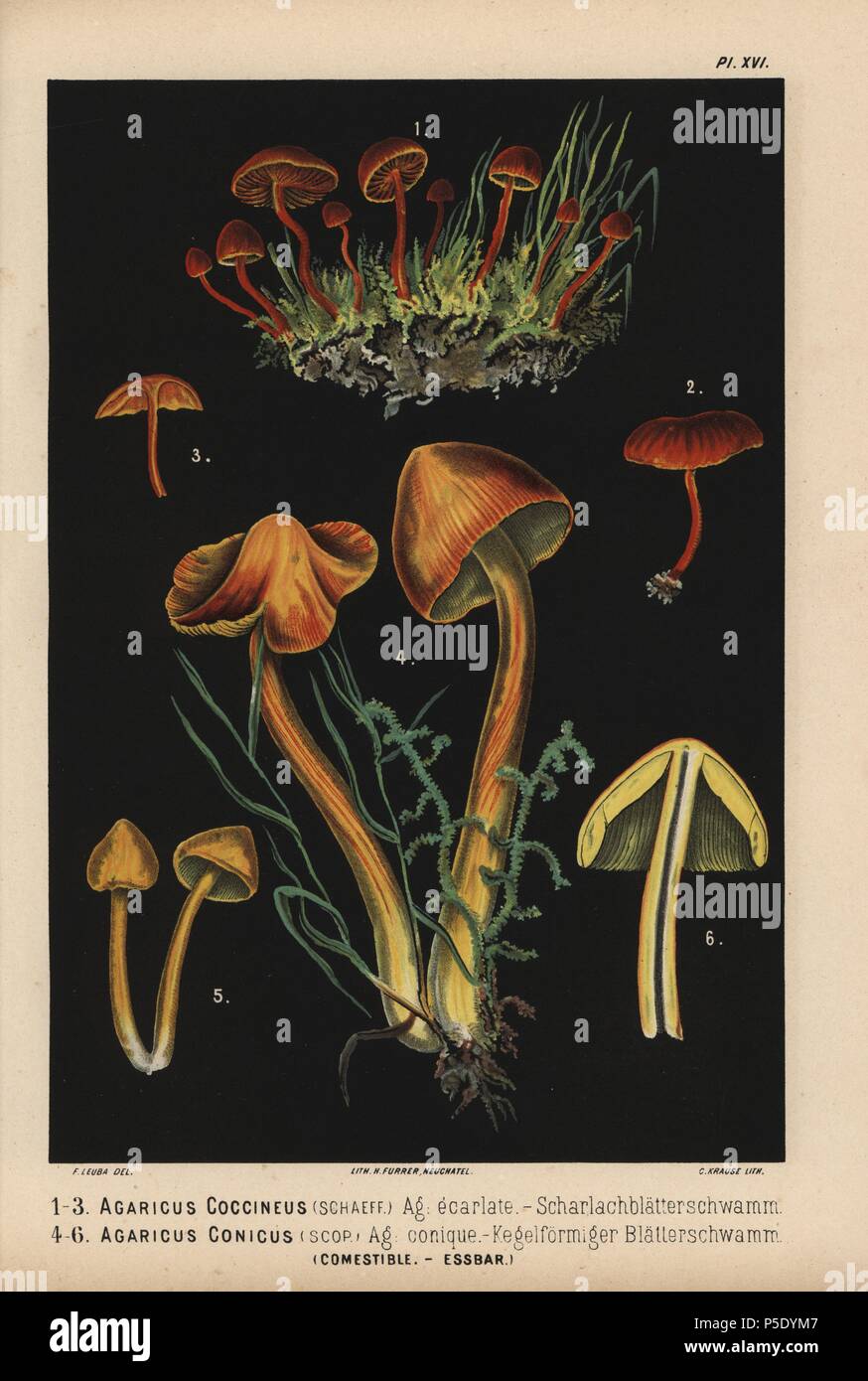 Scarlet hood, Hygrocybe coccinea, Agaricus coccineus, agaric ecarlate, and Witch's hat, Hygrocybe conica, Agaricus conicus, agaric conique, edible. Chromolithograph by C. Krause of an illustration by Fritz Leuba from 'Les champignons comestibles et les especes vénéneuses avec lesquelles ils pourraient etre confondus' (Edible mushrooms and the poisonous species they should not be confused with), Delachaux et Niestle, Neuchatel, Switzerland, 1890, lithographed by H. Furrer. Fritz Leuba (1848-1910) was a mycologist and artist from Neuchatel, Switzerland. Stock Photo
