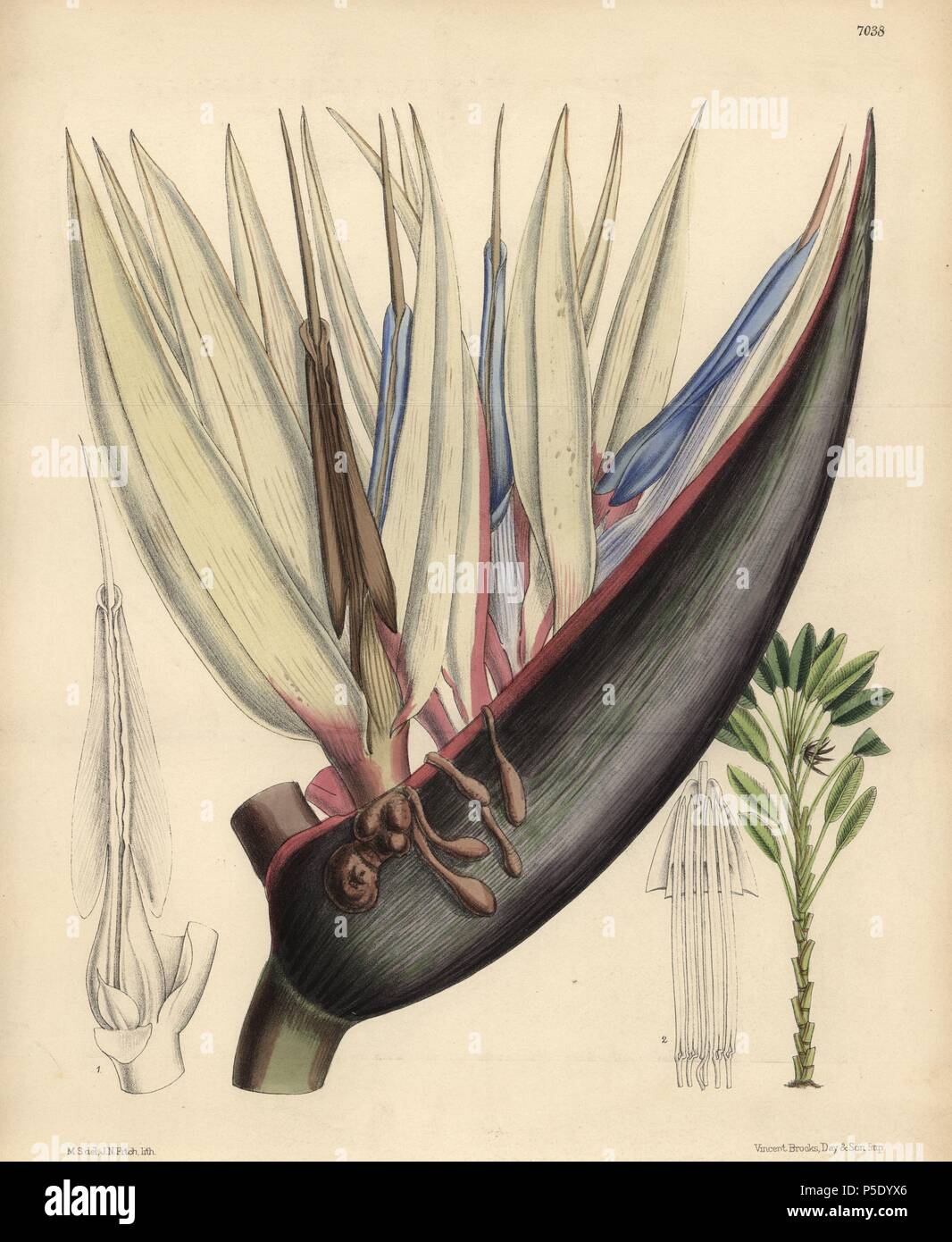 Strelitzia nicolai, blue bird-of-paradise flower, native of South Africa. Hand-coloured botanical illustration drawn by Matilda Smith and lithographed by J.N. Fitch from Joseph Dalton Hooker's 'Curtis's Botanical Magazine,' 1889, L. Reeve & Co. A second-cousin and pupil of Sir Joseph Dalton Hooker, Matilda Smith (1854-1926) was the main artist for the Botanical Magazine from 1887 until 1920 and contributed 2,300 illustrations. Stock Photo