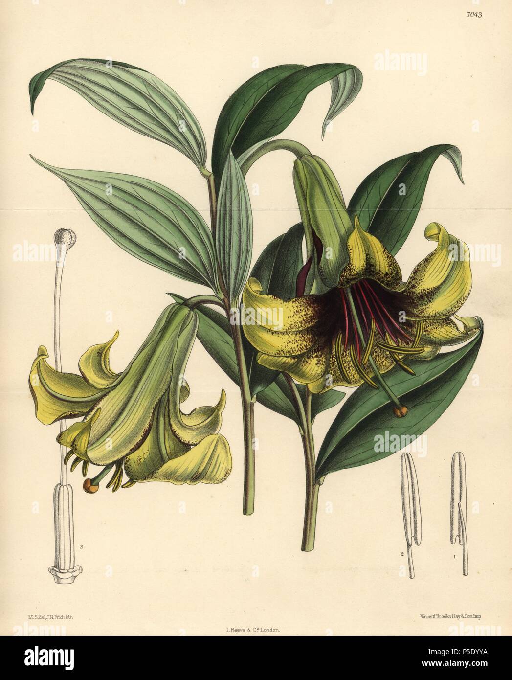 Lilium nepalense, yellow lily native to the Himalayas. Hand-coloured botanical illustration drawn by Matilda Smith and lithographed by J.N. Fitch from Joseph Dalton Hooker's 'Curtis's Botanical Magazine,' 1889, L. Reeve & Co. A second-cousin and pupil of Sir Joseph Dalton Hooker, Matilda Smith (1854-1926) was the main artist for the Botanical Magazine from 1887 until 1920 and contributed 2,300 illustrations. Stock Photo