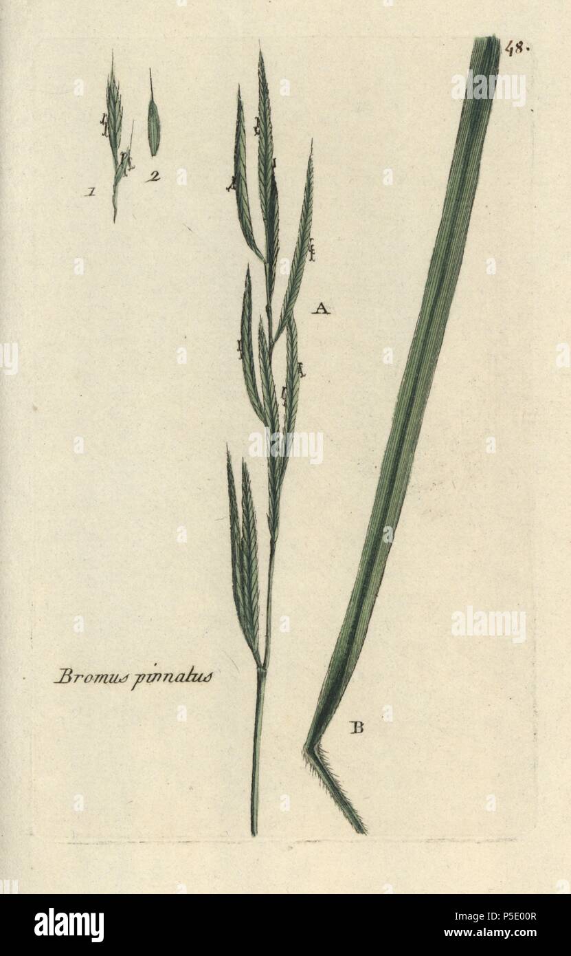 Tor grass, Brachypodium pinnatum. Handcoloured botanical drawn and engraved by Pierre Bulliard from his own 'Flora Parisiensis,' 1776, Paris, P.F. Didot. Pierre Bulliard (1752-1793 was a famous French botanist who pioneered the three-colour-plate printing technique. His introduction to the flowers of Paris included 640 plants. Stock Photo