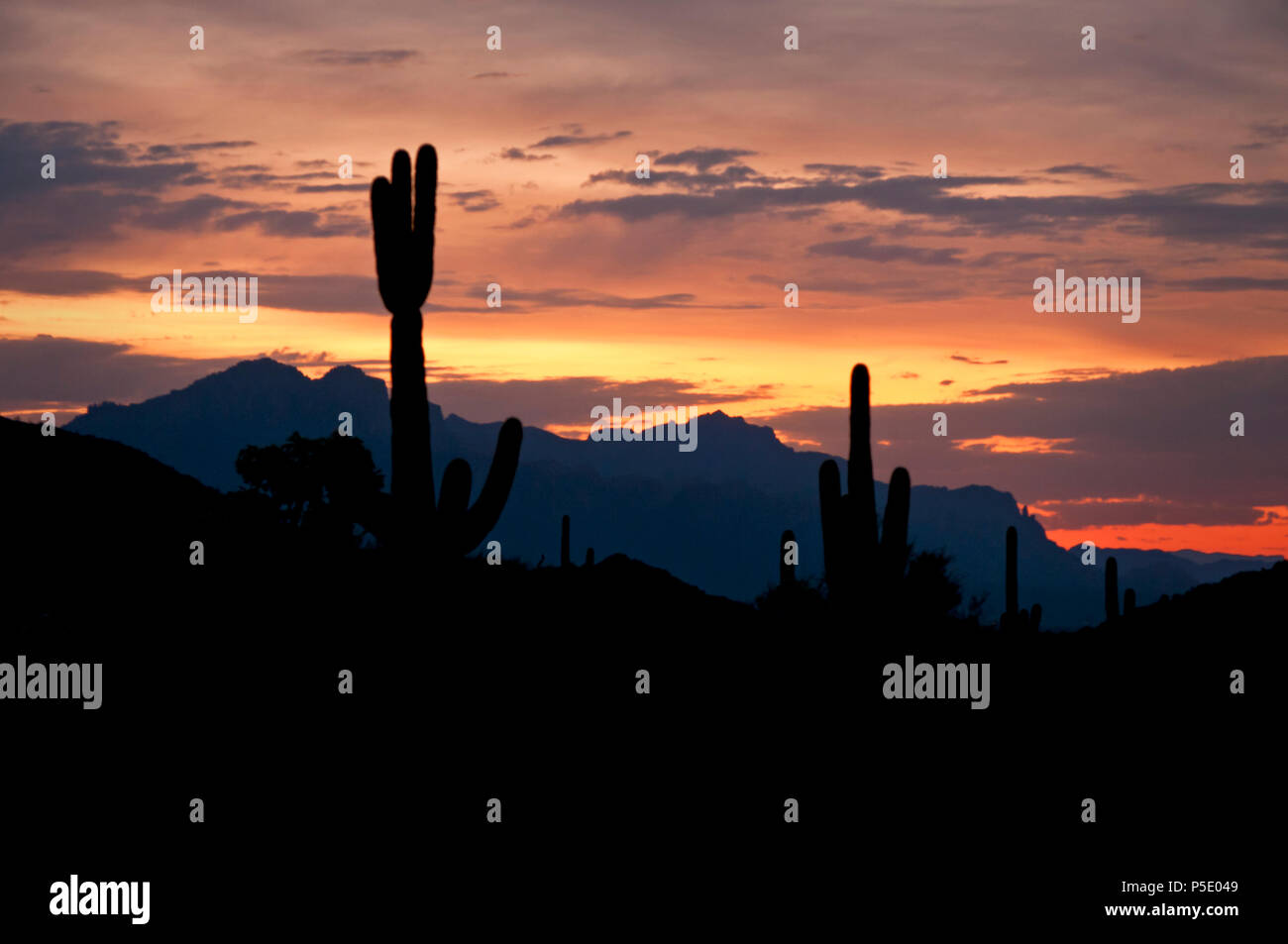 Saguaro cactus at sunrise in Usery Mountain Regional Park, Mesa, Arizona. Stock Photo