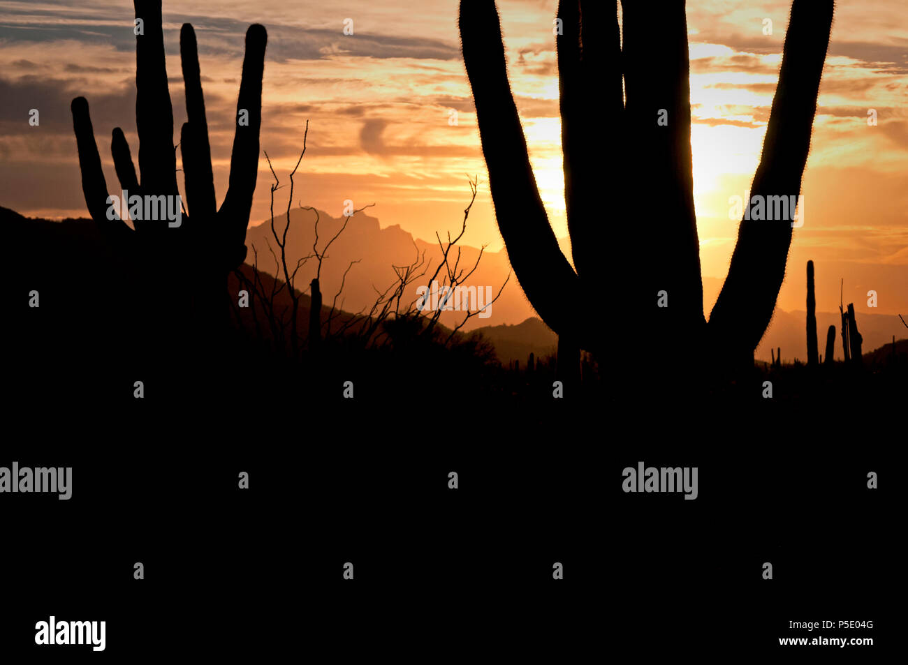 Saguaro cactus at sunrise in Usery Mountain Regional Park in Mesa, Arizona. Stock Photo